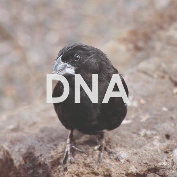 Design DNA